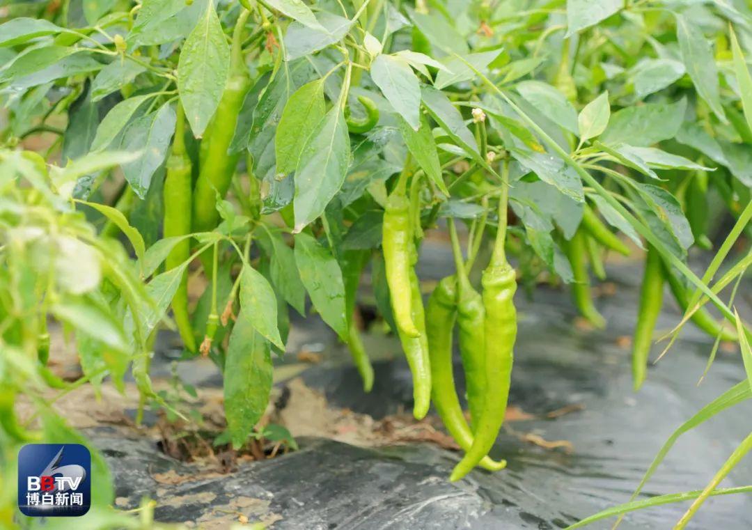 线椒价格最新行情动态更新🌶️🌱
