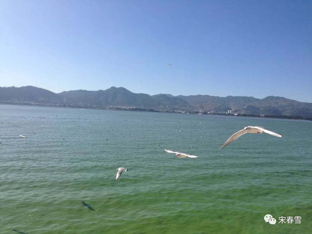 昆明海埇大坝海鸥最新动态，自然之旅的心灵抚慰