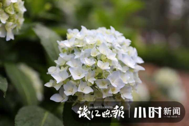 杭州绣球花盛开，最新观赏指南