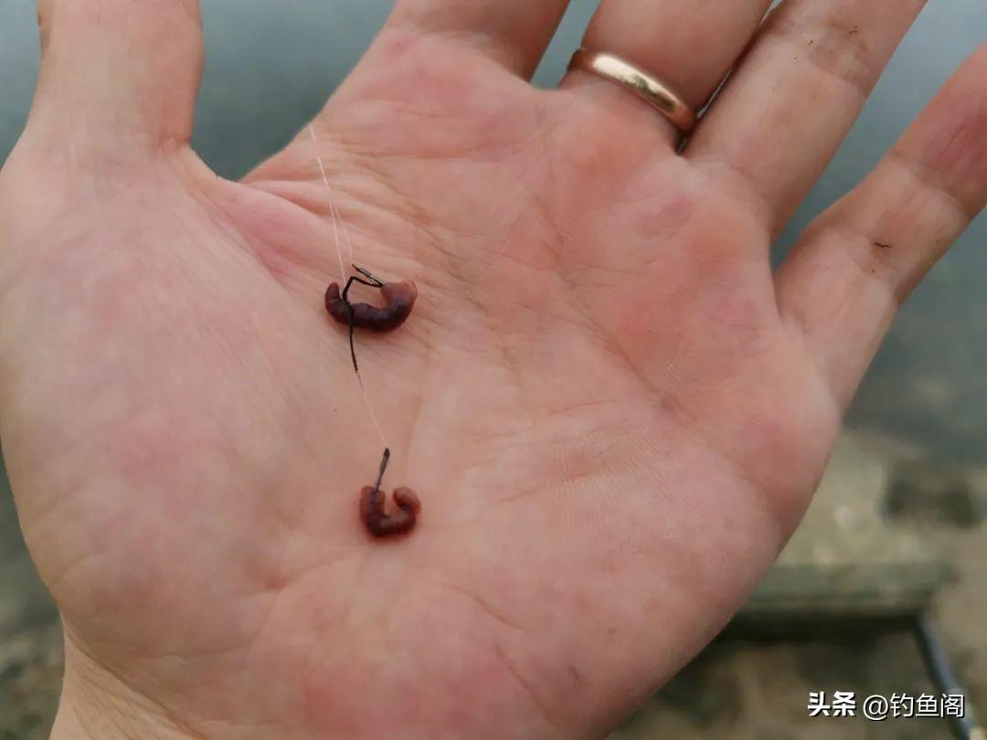 蚯蚓最新穿法科普与探讨