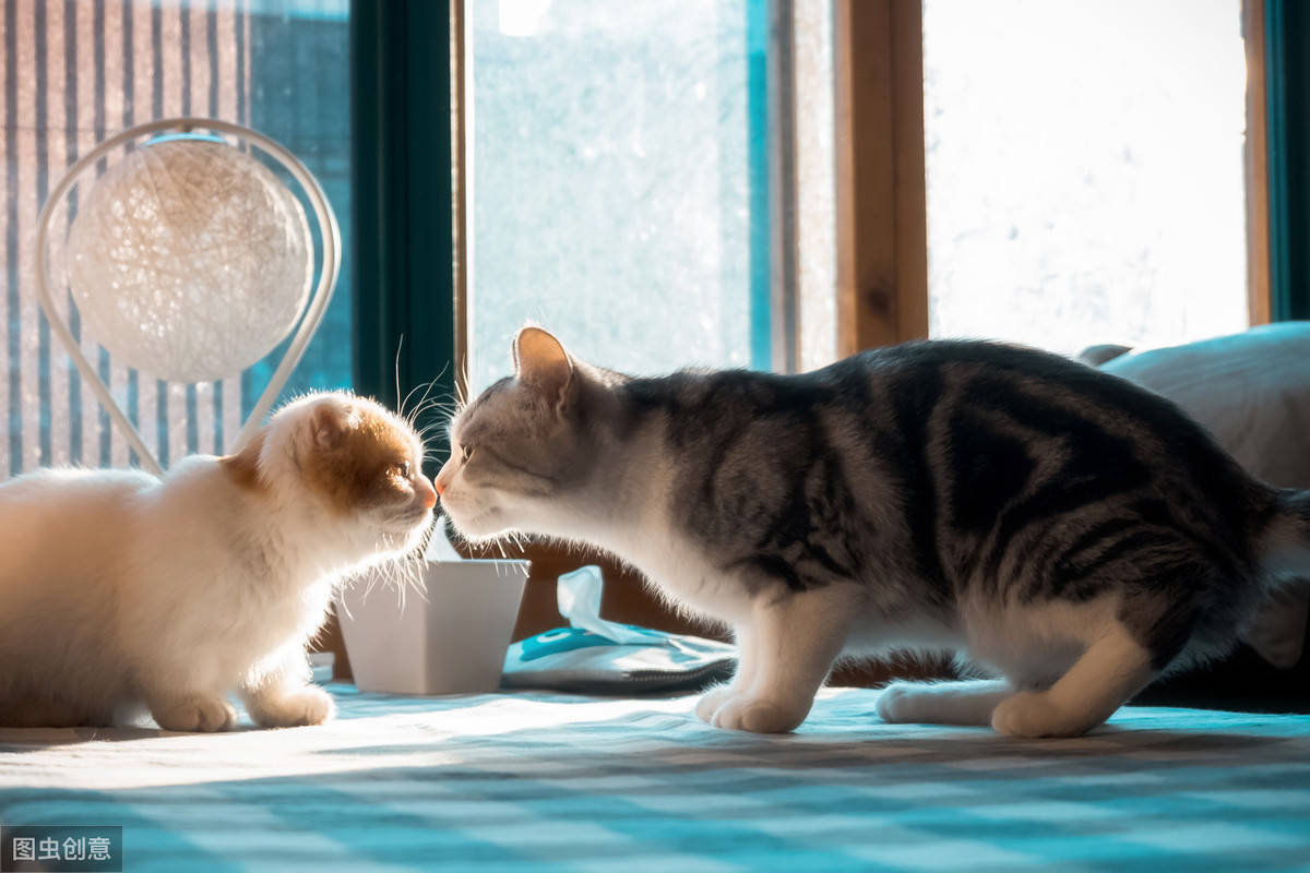 旺财猫最新动态，日常趣事、暖心陪伴一网打尽！