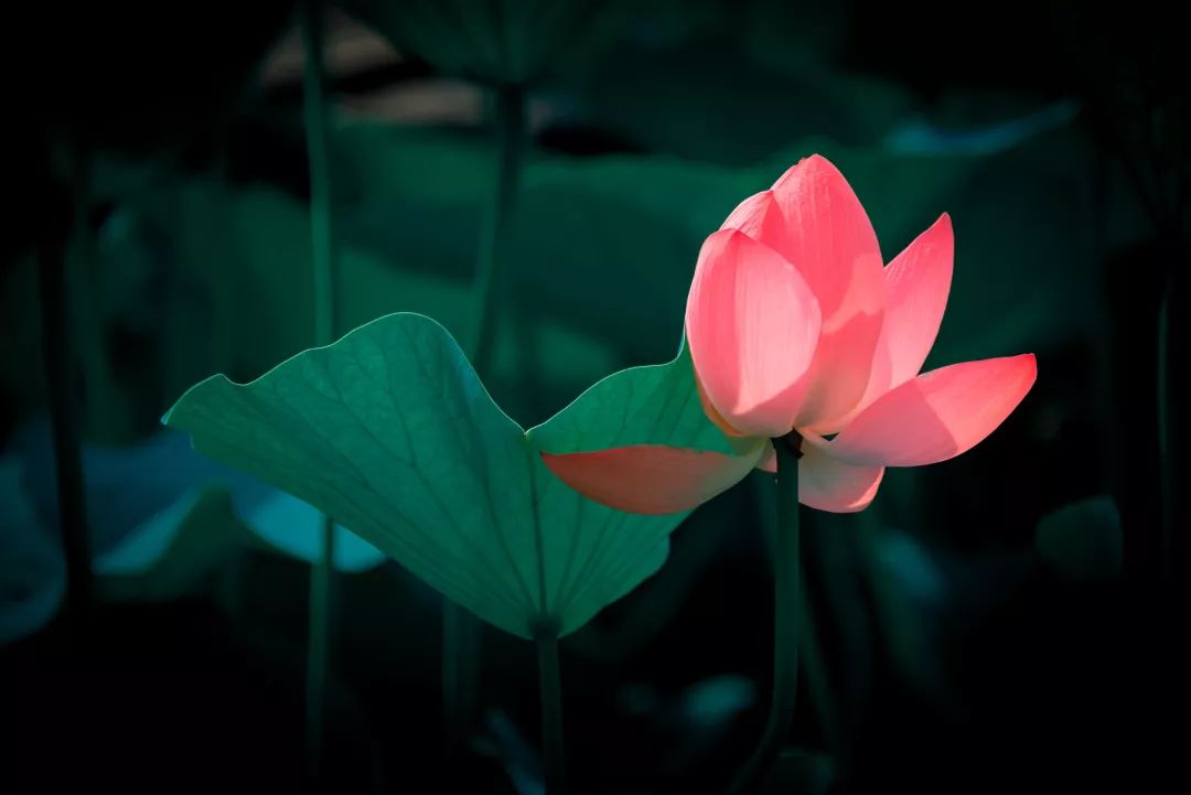 小巷深处的莲花味觉奇遇